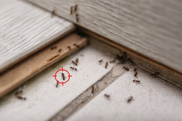 Best Ant Control Services  in , ID