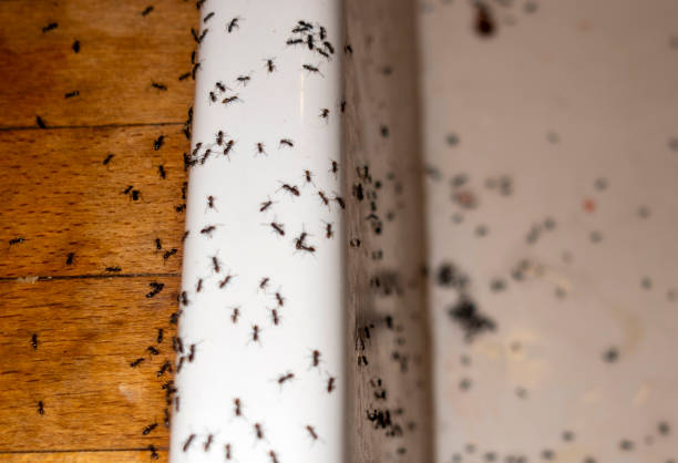 Best Affordable Pest Control Services  in , ID